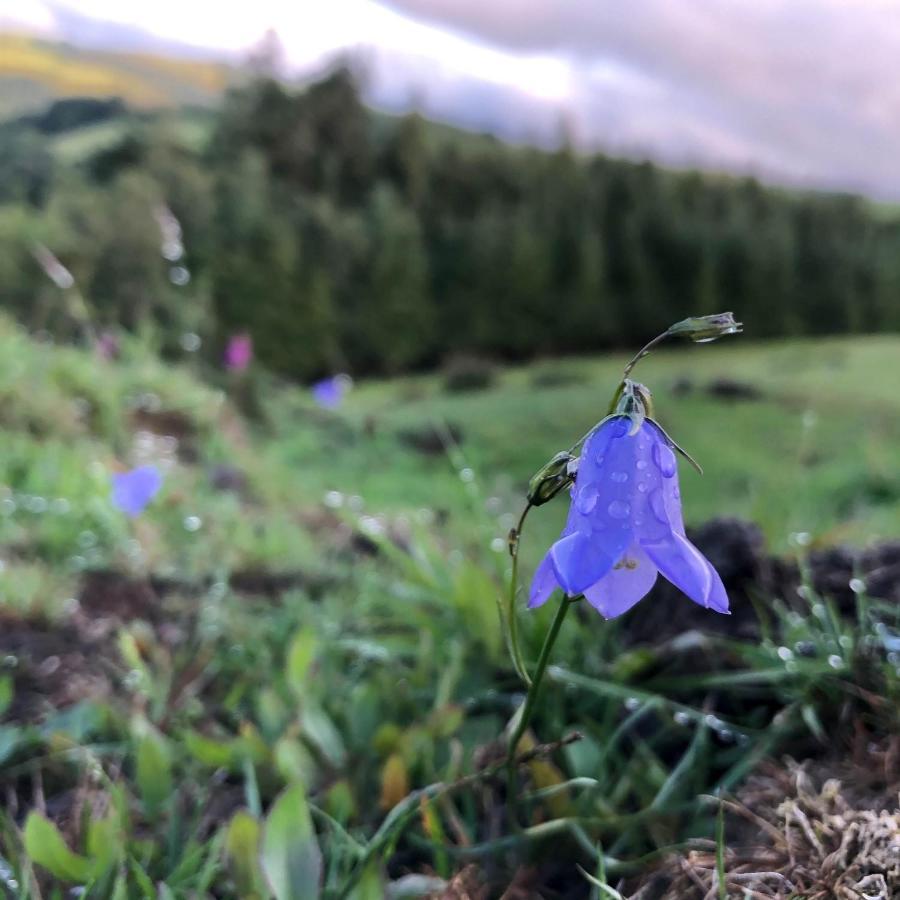 Belan Bluebell Woods Shepherds Hut لانيدلوز المظهر الخارجي الصورة